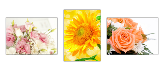 XL Poster Sonnenblume Rosen