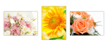 Poster im Set Rosen und Sonnenblume