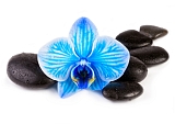 wunderschöne blaue Orchidee schwarze Steinen Feng Shui