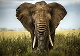 Großer mächtiger afrikanischer Elefant Savanne Afrika