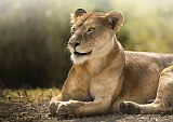 Beeindruckender liegender afrikanischer Löwe